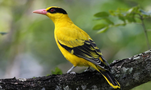 Black Naped Oriole (2)