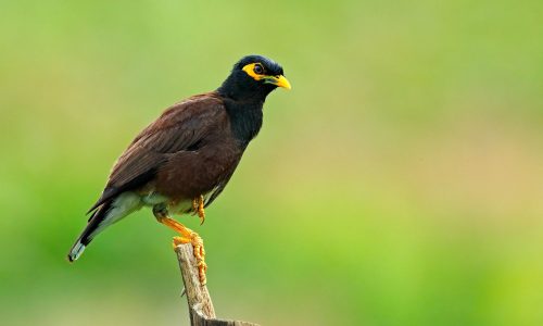 http://www.dreamstime.com/royalty-free-stock-photography-common-myna-acridotheres-tristis-melanostermus-bird-sri-lanka-animal-nature-habitat-asia-bird-sitting-bran-image88568047