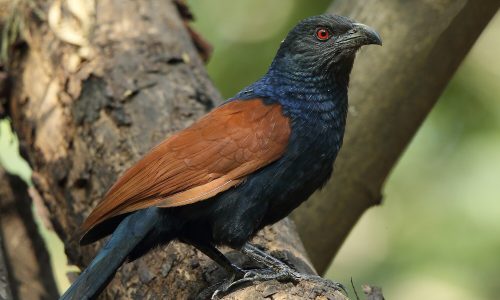 Coucal