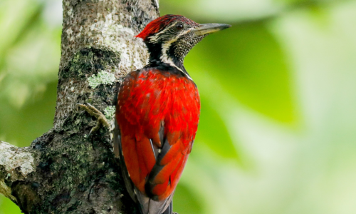 Flameback