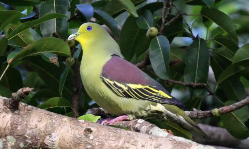 Green Pigeon