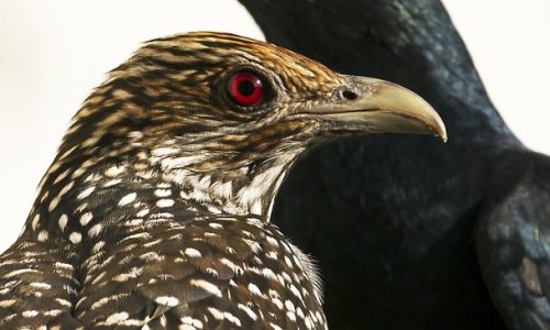 Koel