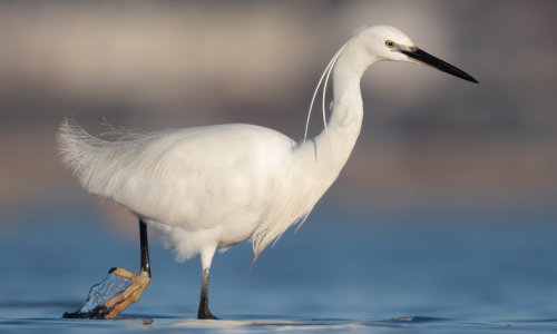 Little Egret