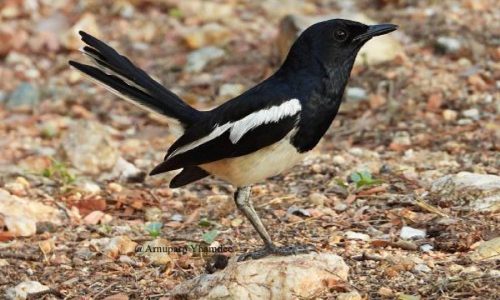 Magpie Robin