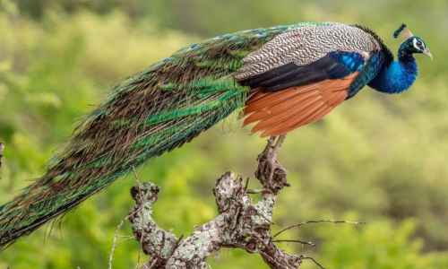 Peacock