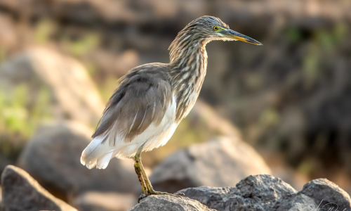 Pond Heron