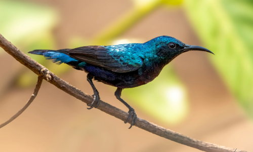 Purple Sunbird