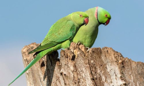 Ring Necked Parakeet