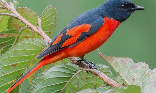 Scarlet Minivet