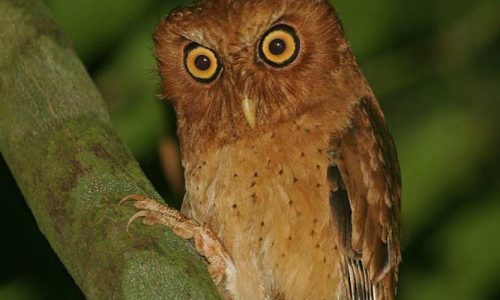 Scops Owl