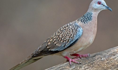 Spotted Dove