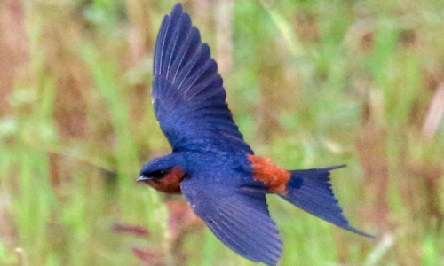 Sri Lankan Swallow