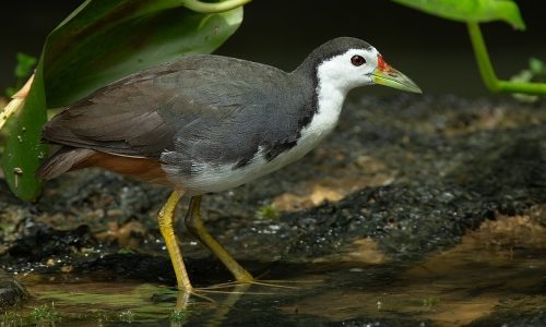 White Breasted Waterhen