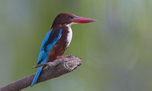 White Throated Kingfisher