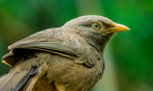 Yellow Billed Babbler